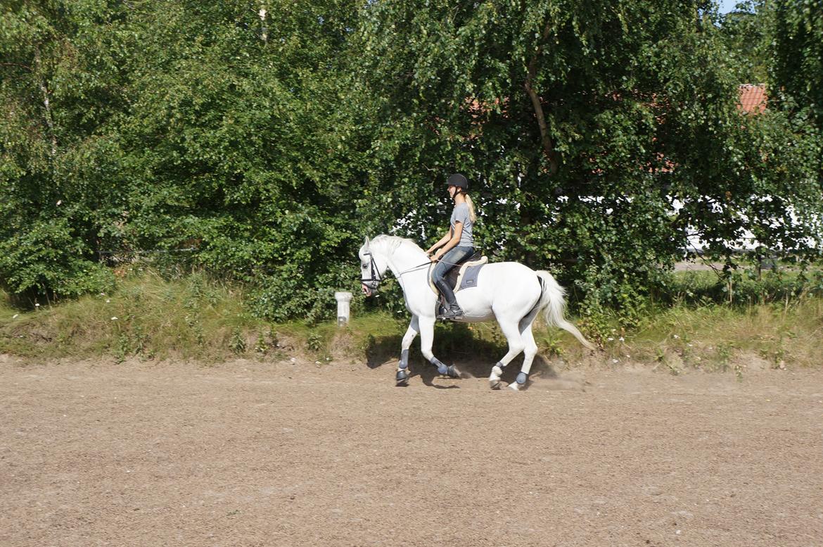 Connemara Fiona Hedelund - Den bedste <3 billede 24