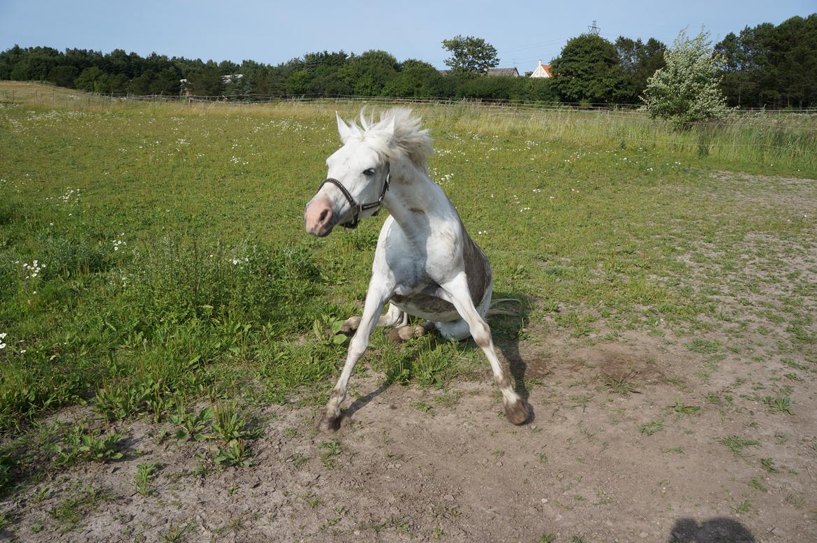 Connemara Fiona Hedelund - Den bedste <3 billede 17