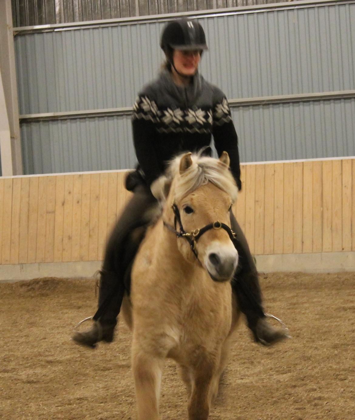 Fjordhest Dino Godthaab - Super glad hestemand <3 billede 43