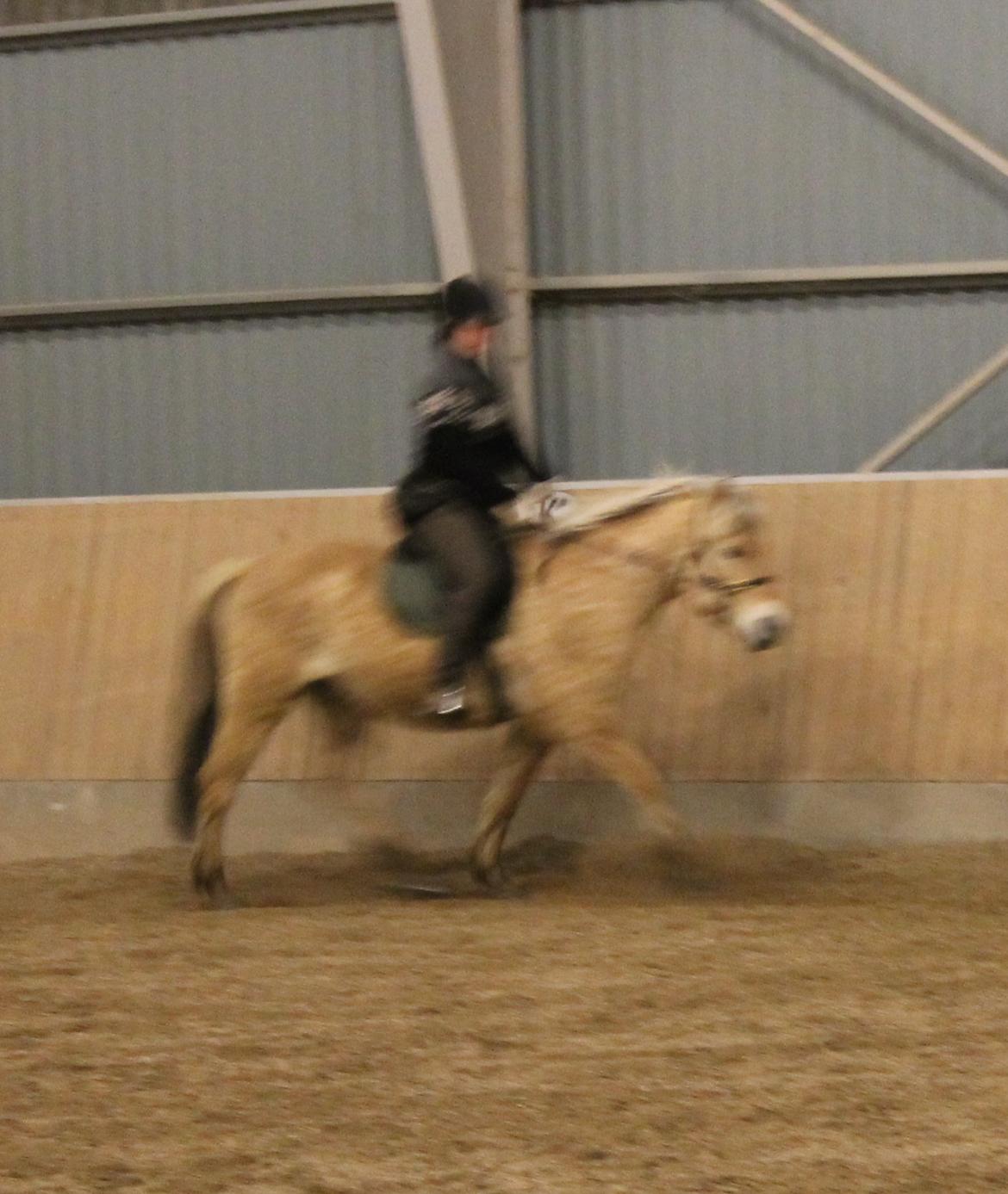 Fjordhest Dino Godthaab - Ridning i 4. måned, max tre dage om ugen men mere en dag om ugen i snit :-) billede 42