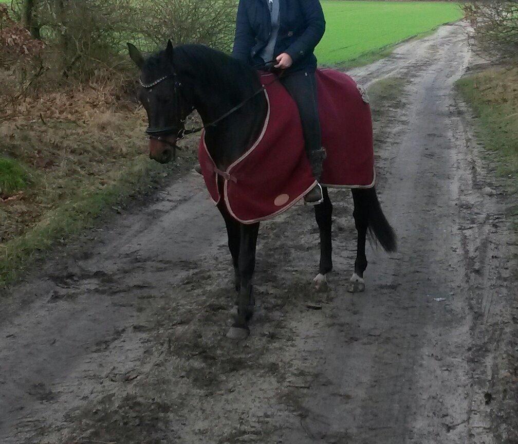 Dansk Varmblod Olympia billede 16