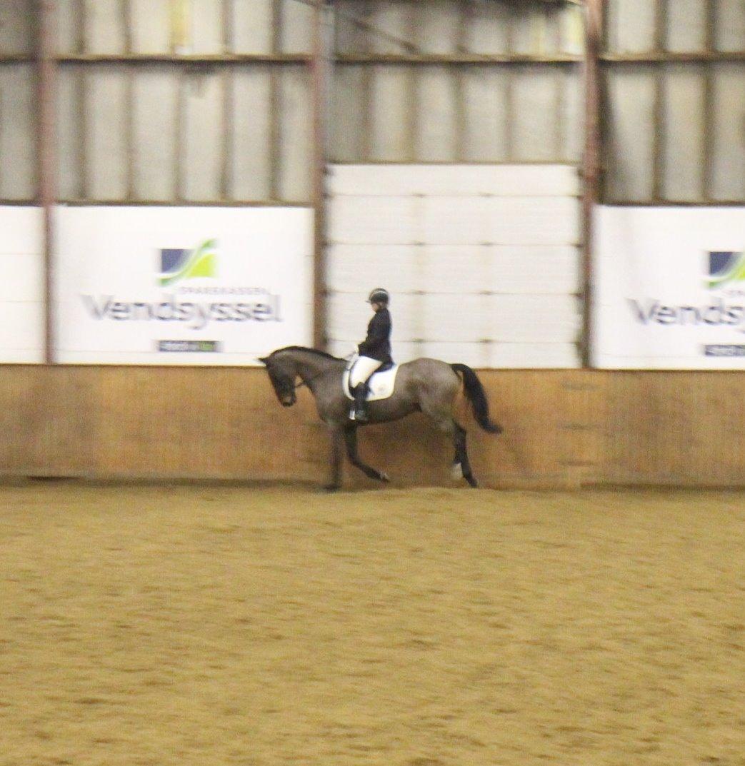 Dansk Varmblod Corona - Stævne i HJR d. 16/2-14 - LA3 billede 7