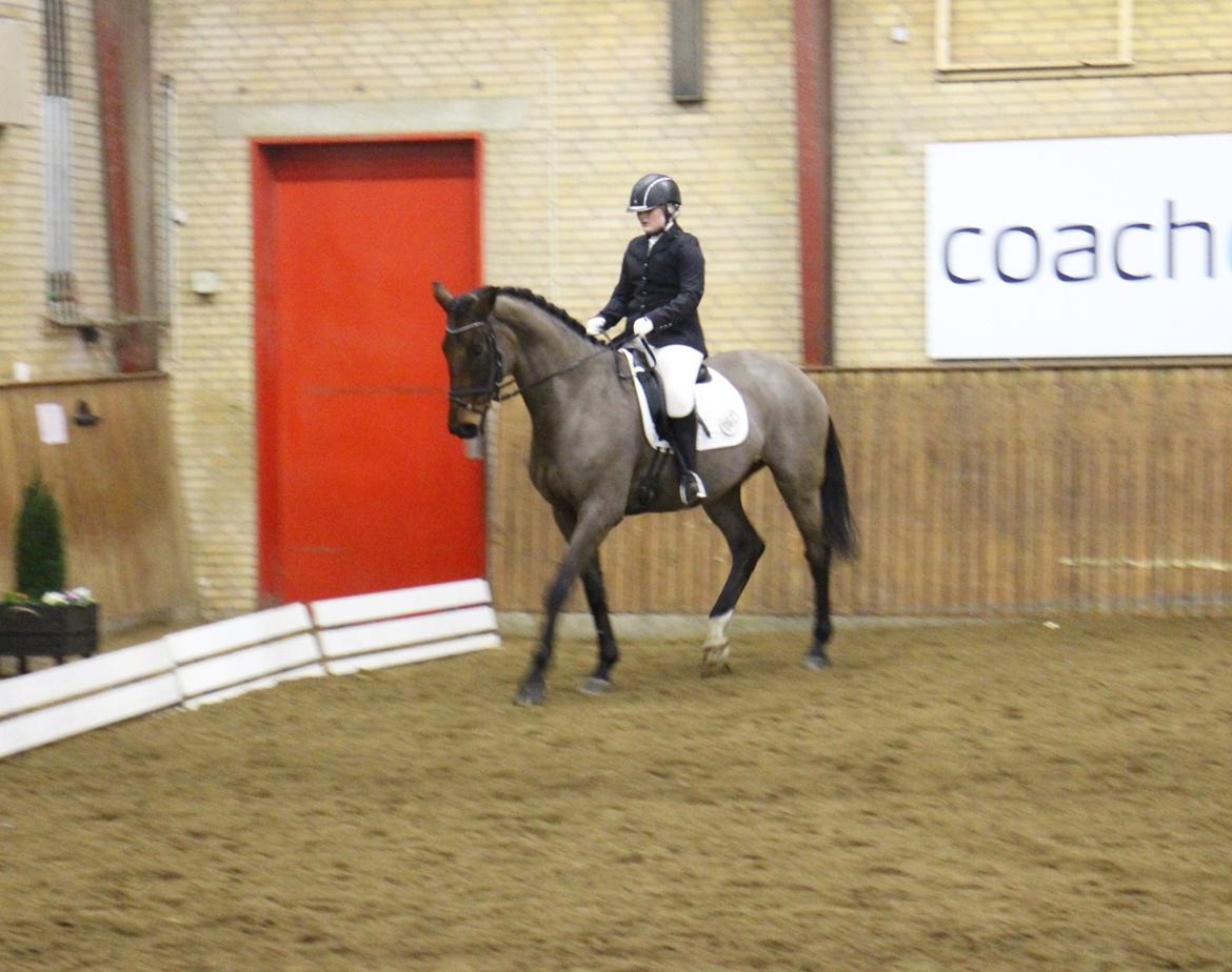 Dansk Varmblod Corona - Stævne i HJR d. 16/2-14 - LA3 billede 6