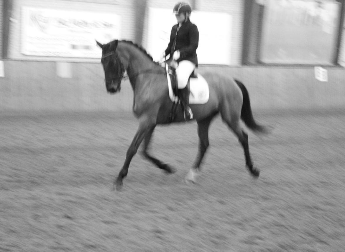 Dansk Varmblod Corona - Stævne i HJR d. 16/2-14 - LA3 billede 11