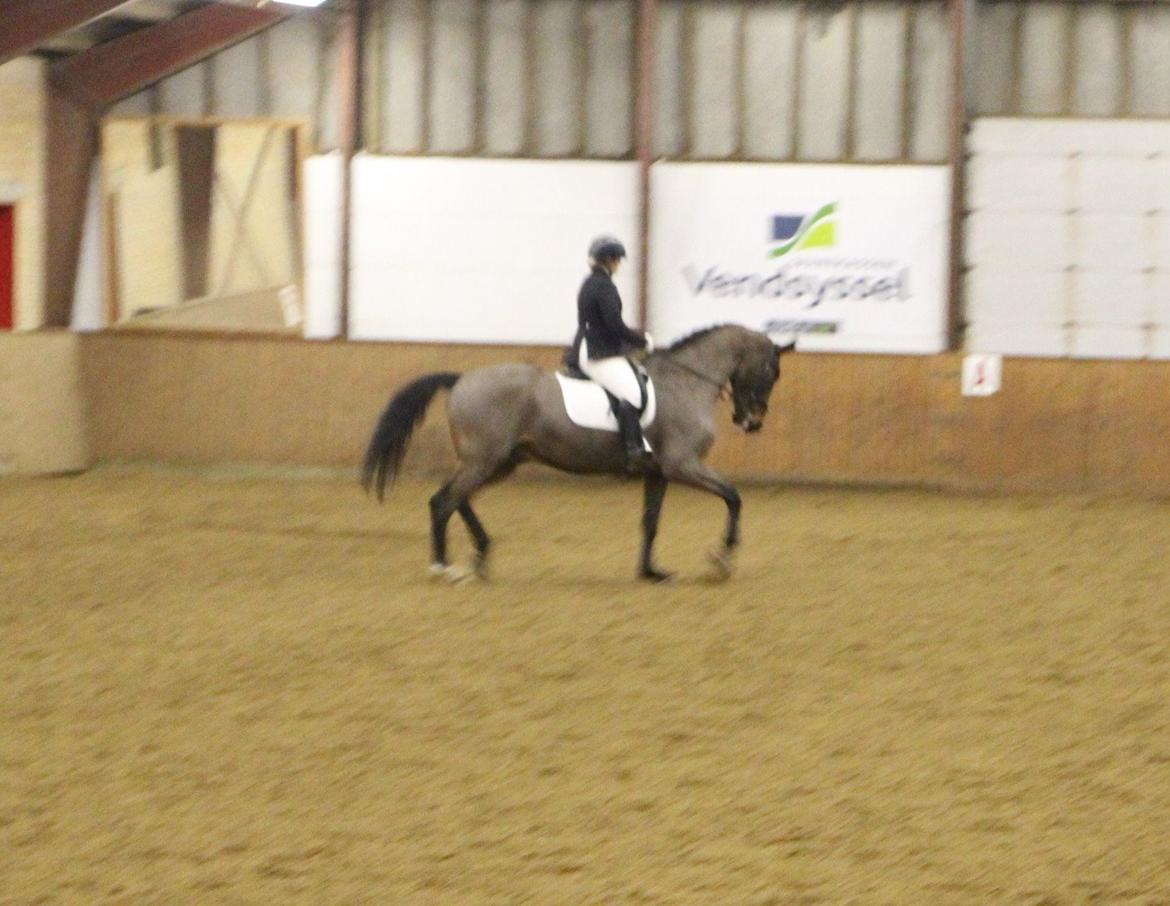 Dansk Varmblod Corona - Stævne i HJR d. 16/2-14 - LA3 billede 12