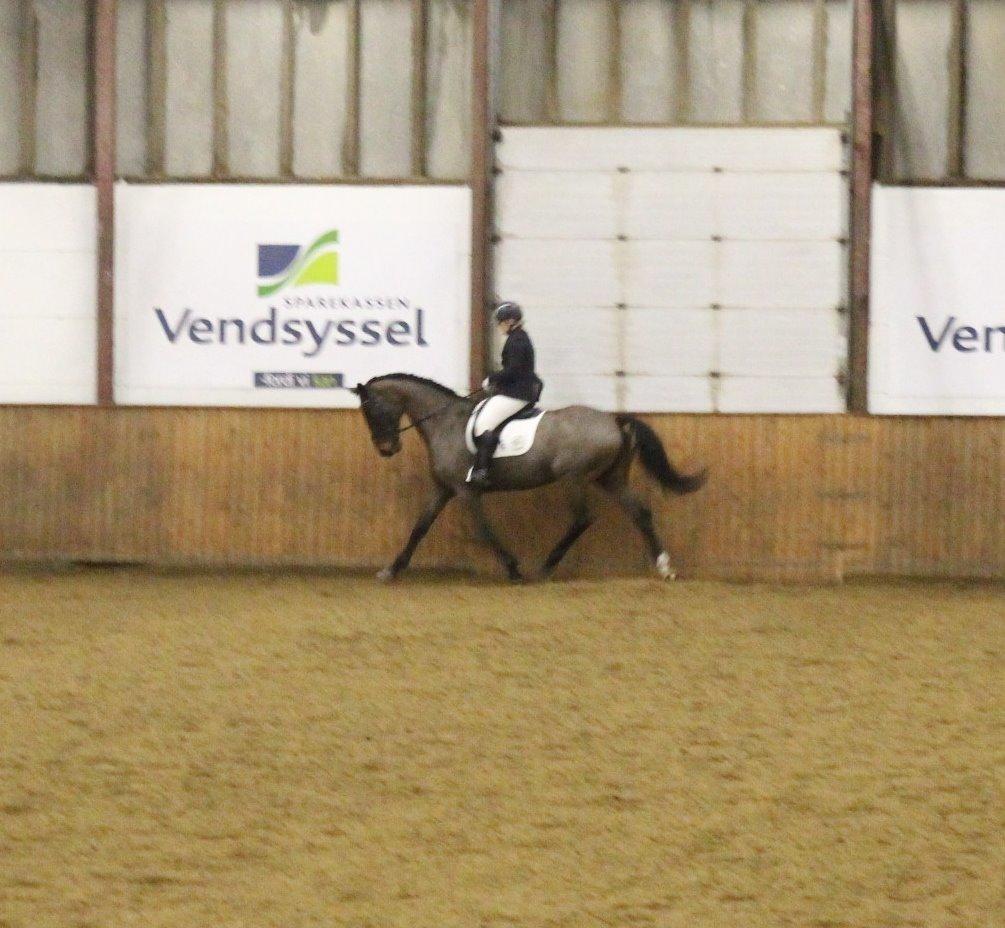 Dansk Varmblod Corona - Stævne i HJR d. 16/2-14 - LA3 billede 15