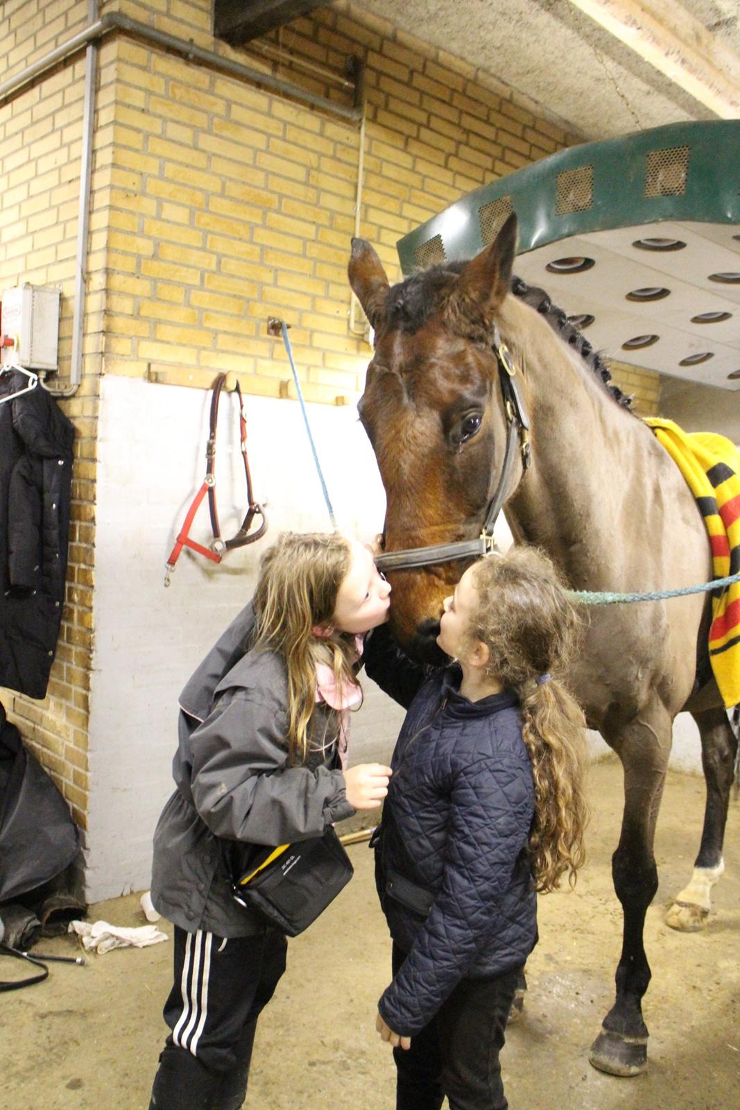 Dansk Varmblod Corona - Hygge efter stævne med Tilde og Ditte :-)) billede 8