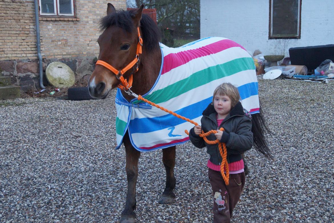Gotlandsruss Herting - Herting med nyt dækken og grime,som Tess havde fået i fødselsdags gave.  billede 8