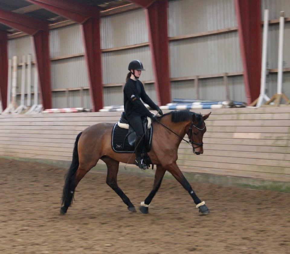 Dansk Varmblod Tirane - Tirane til undervisning ved Gunnild , dygtig baby  :) billede 18