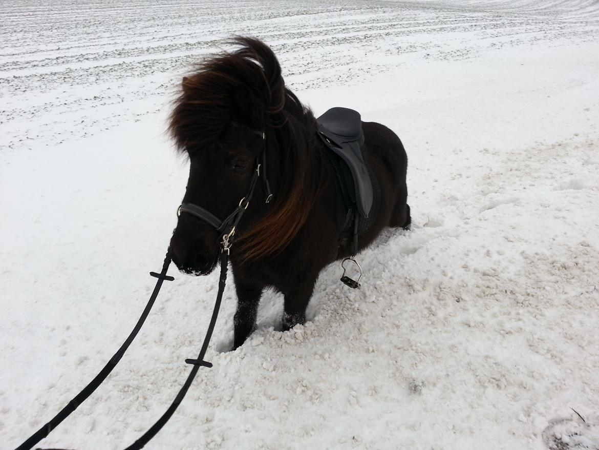 Islænder Koldís frá Hofi - Vi var lige ude og ride i meget højt sne. Sjov sjov tur. billede 10