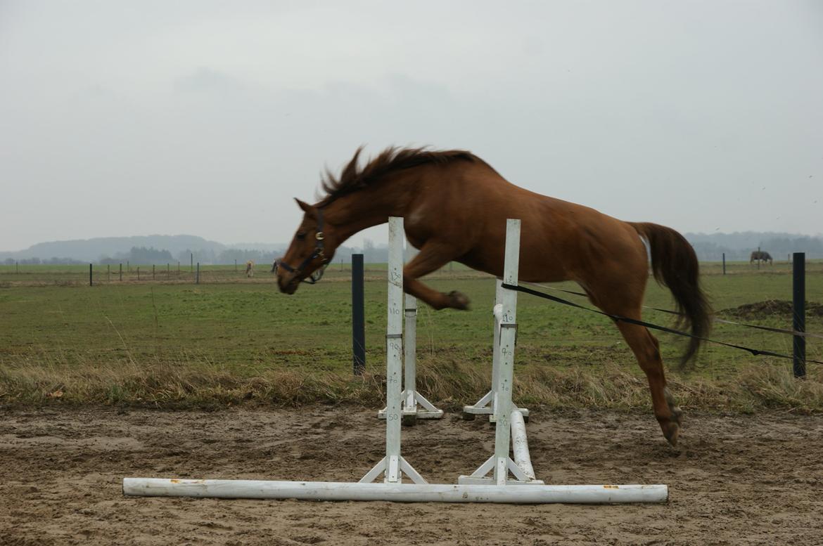 Anden særlig race Lærke - Så prøvede vi at løsspringe, 1 m :D billede 18