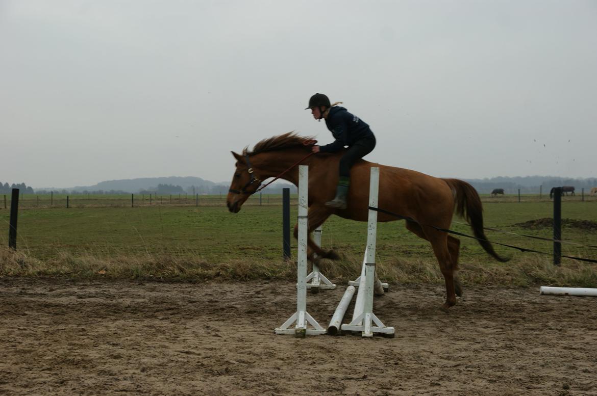 Anden særlig race Lærke - Vi springer for første gang nogensinde kun i grime og træktov, dejlige mulle <3 billede 20