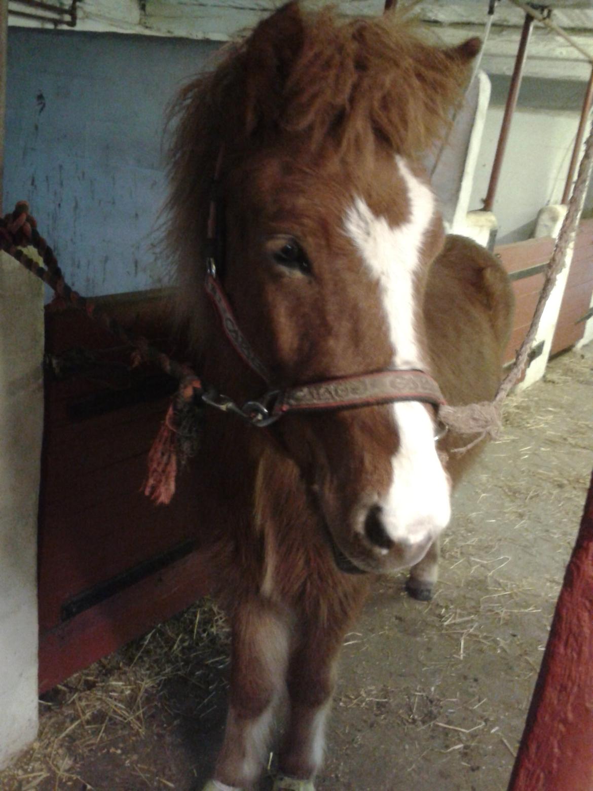 Islænder bjarkur billede 6