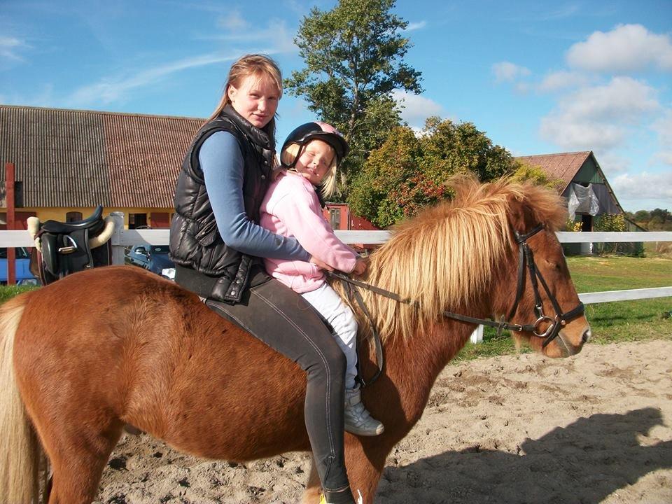 Islænder bjarkur billede 7