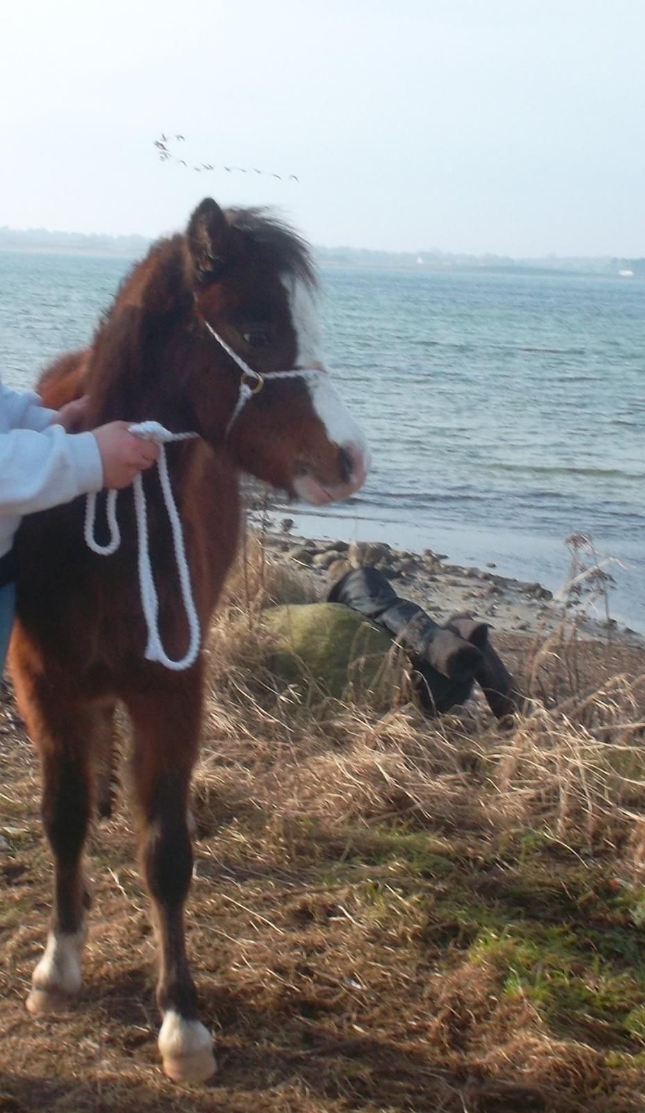 Welsh Mountain (sec A) SOLGT  casanova ad guldborggaard - billede fra den 18/2-2014 billede 26