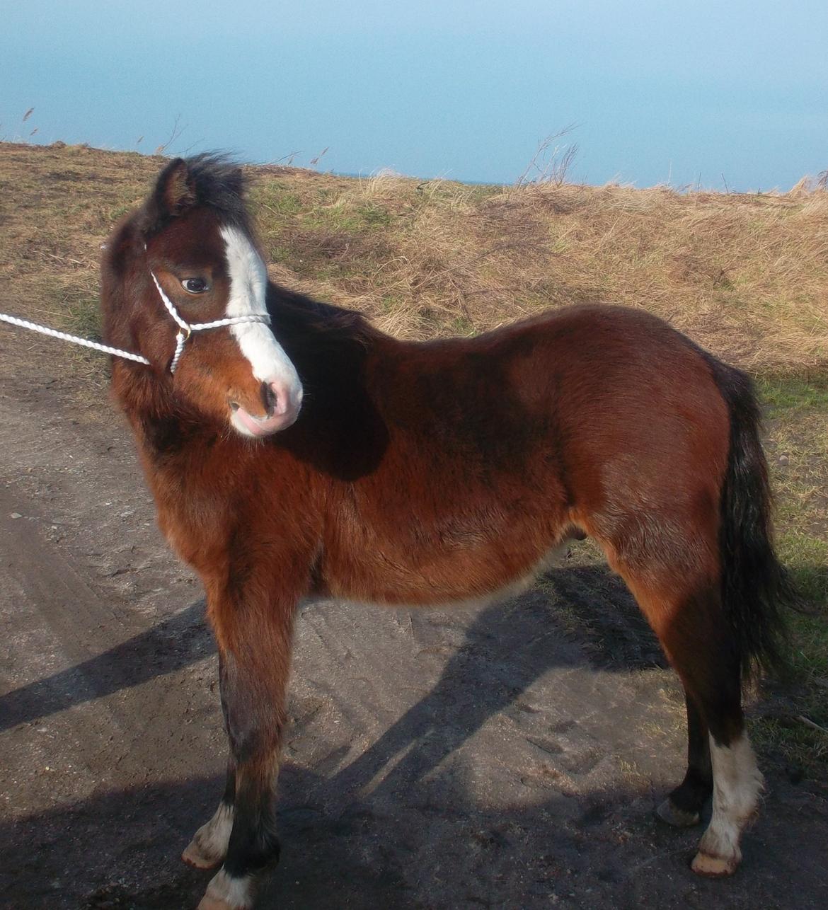 Welsh Mountain (sec A) SOLGT  casanova ad guldborggaard billede 30