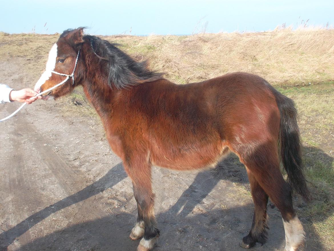 Welsh Mountain (sec A) SOLGT  casanova ad guldborggaard billede 31