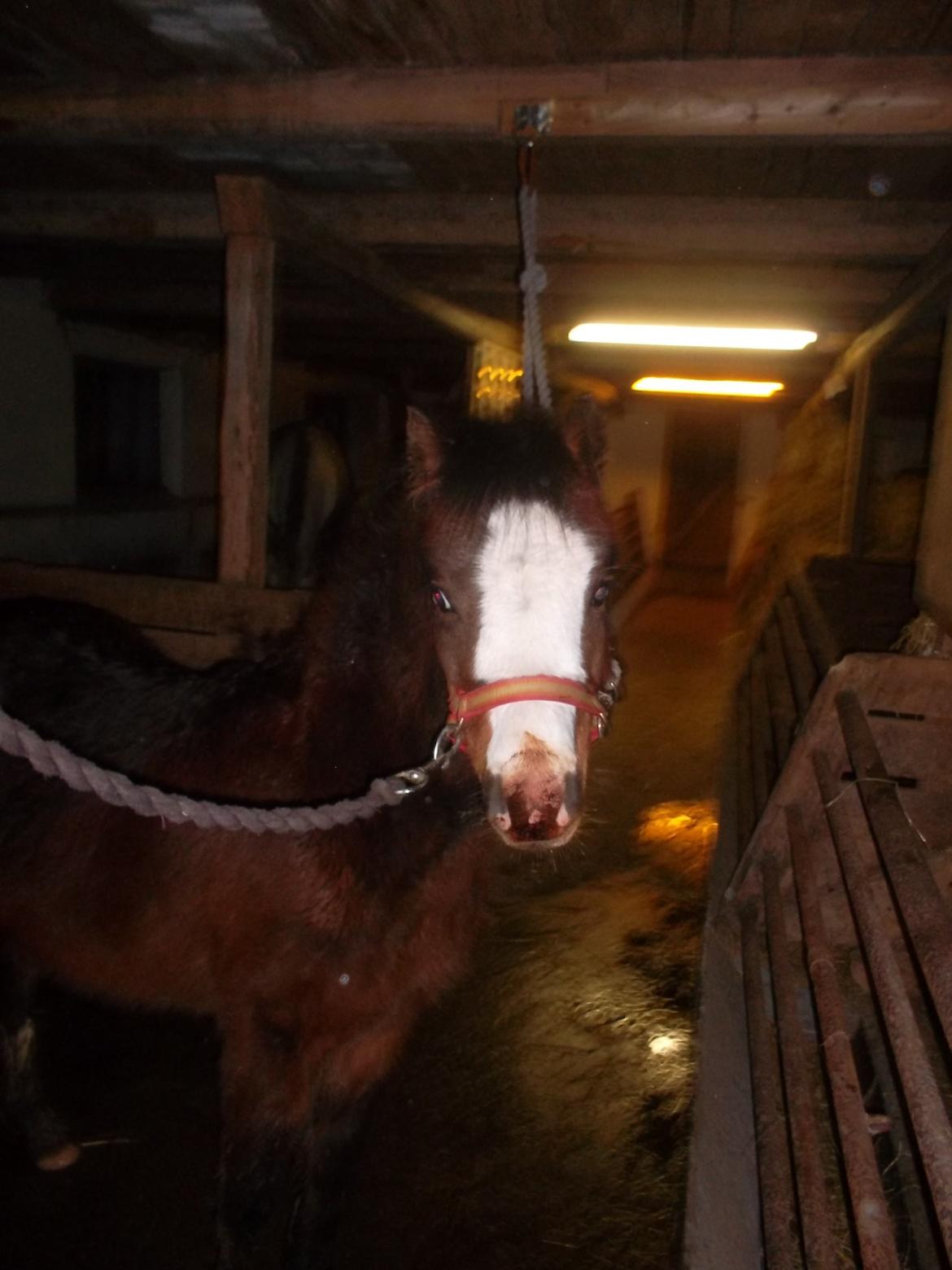 Welsh Mountain (sec A) SOLGT  casanova ad guldborggaard - nova hygger ved søs den 16/2-2014 billede 32