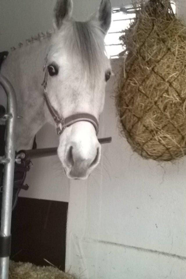 DSP Toftegaardens Ember billede 4