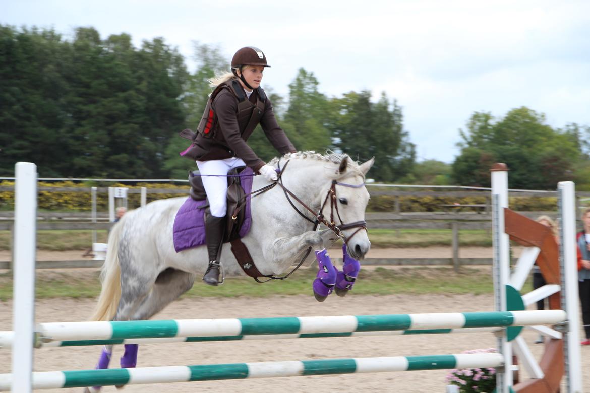 DSP Toftegaardens Ember billede 7