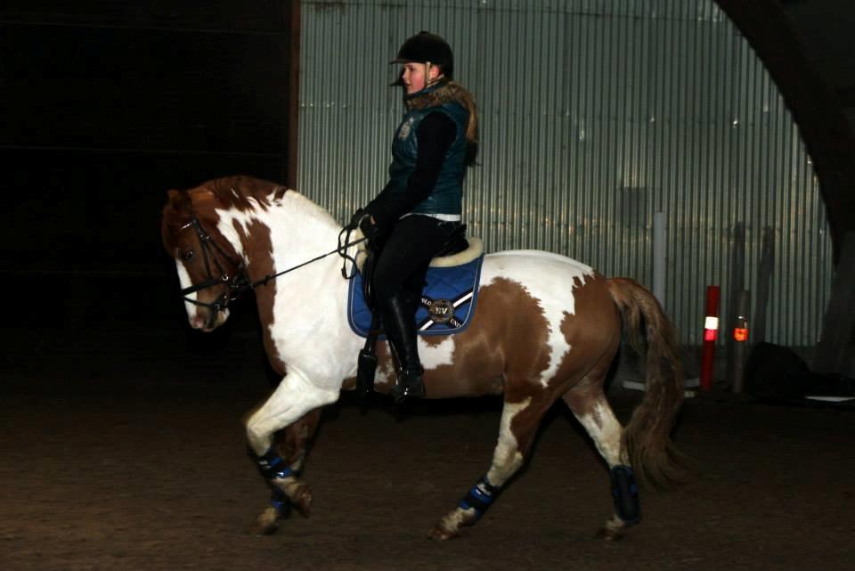 Pinto / haflinger indiana jones - billede taget af kamilla kranker billede 6