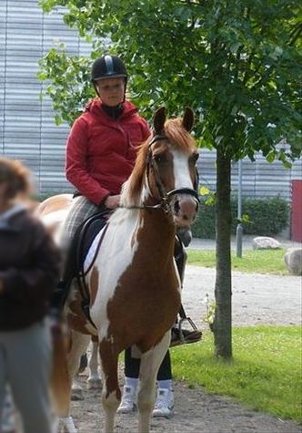 Pinto / haflinger indiana jones - til dm. en lille hygge tur på vhilhemsborg billede 18