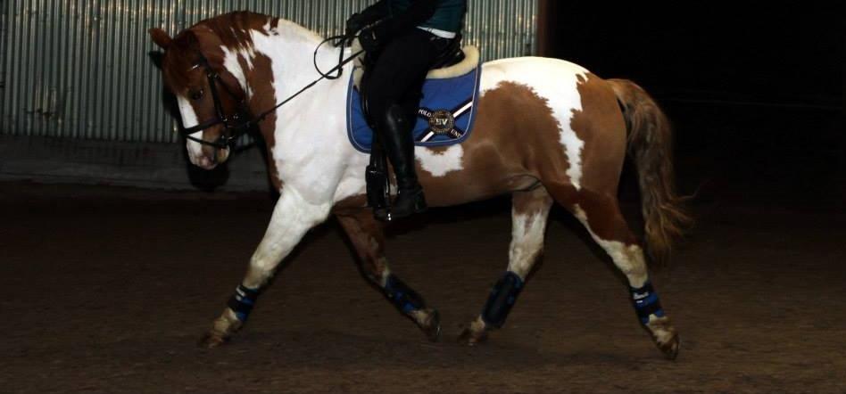 Pinto / haflinger indiana jones - billede taget af kamilla kranker billede 3