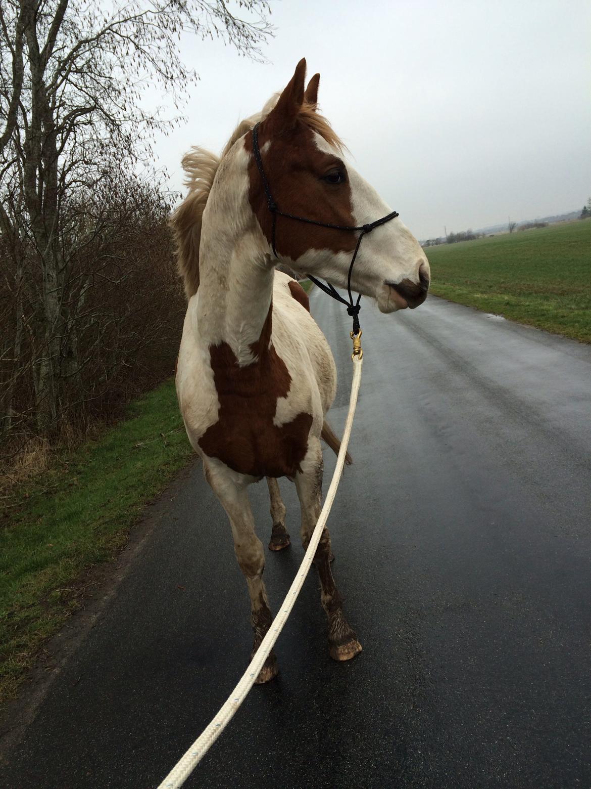 Pinto Aston A Kila billede 20