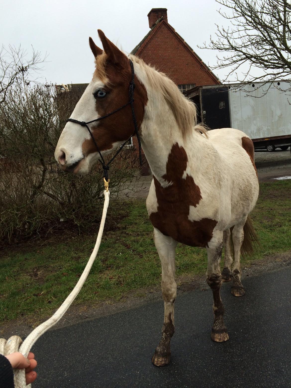 Pinto Aston A Kila billede 21