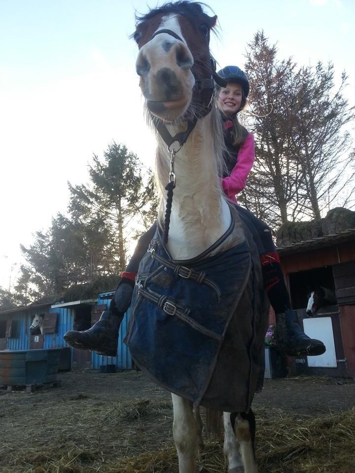 Anden særlig race Starlight vsr - Fjolle hest billede 11