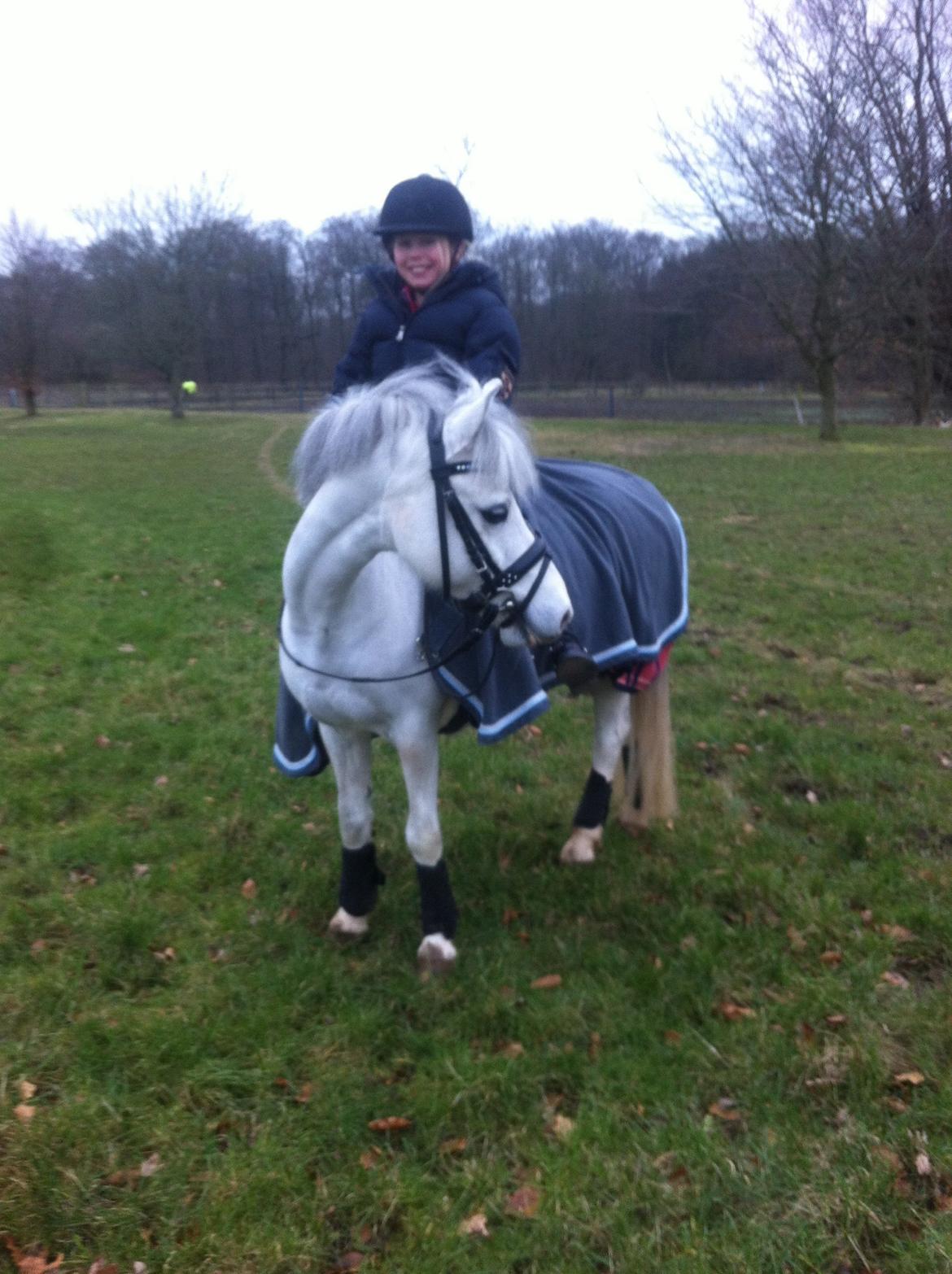 Welsh Pony af Cob-type (sec C) Gribsvad uve billede 8