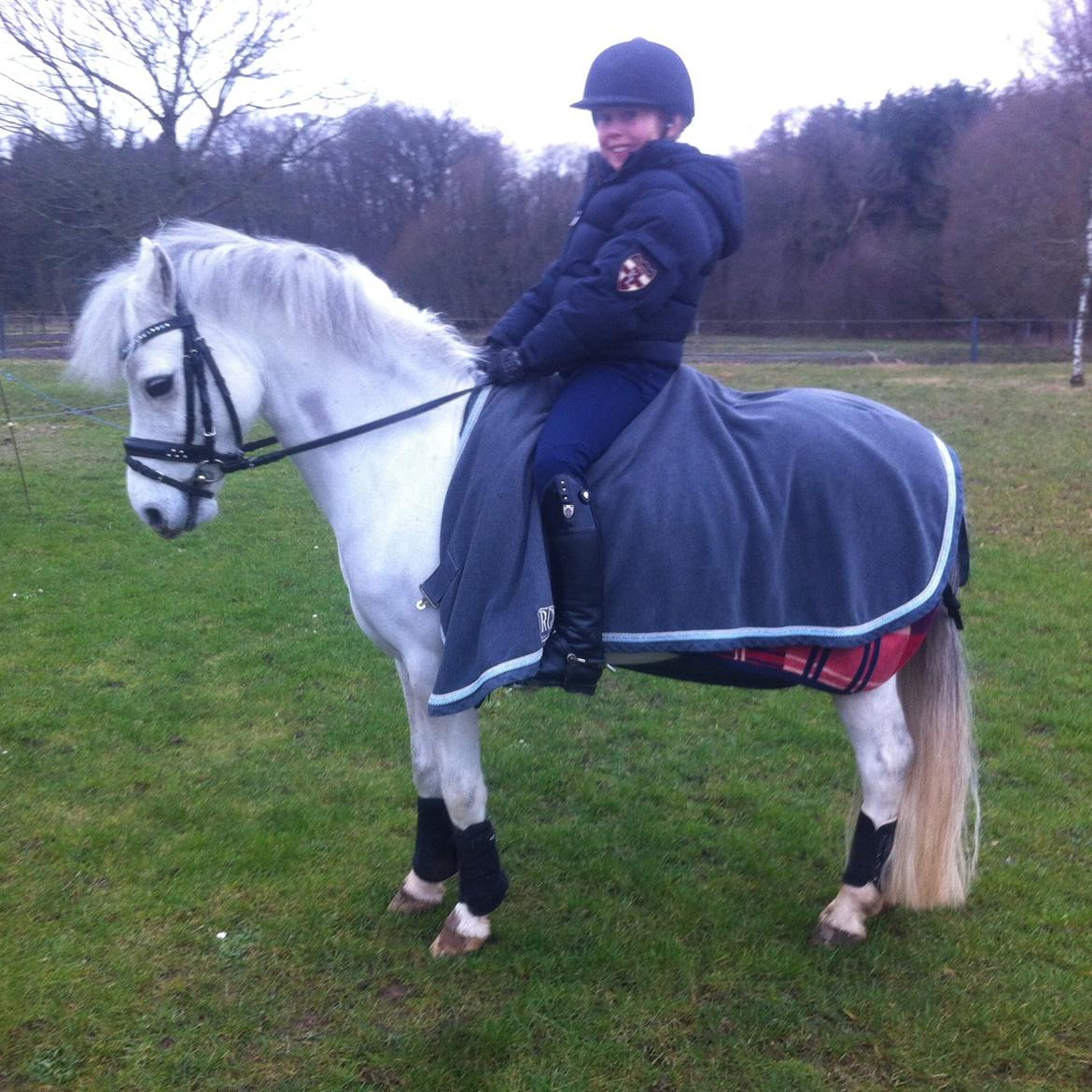 Welsh Pony af Cob-type (sec C) Gribsvad uve billede 9