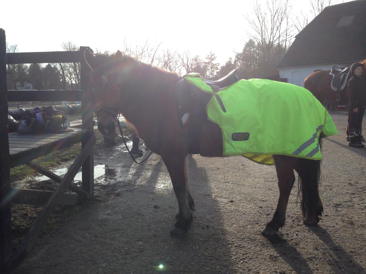 Anden særlig race Vsr st. laban - vatentins dag<3will u be my valentine labs? <3 fotograf: migggg! billede 4