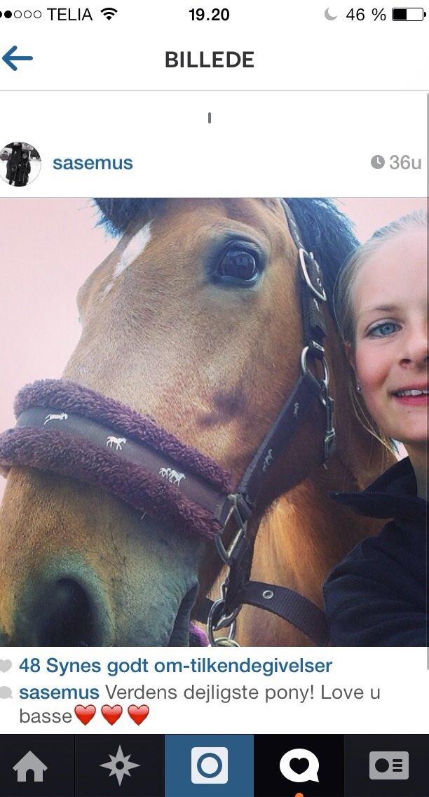 Anden særlig race Vsr st. laban - en af de første billeder jeg tog af ham og mig!<3 billede 5