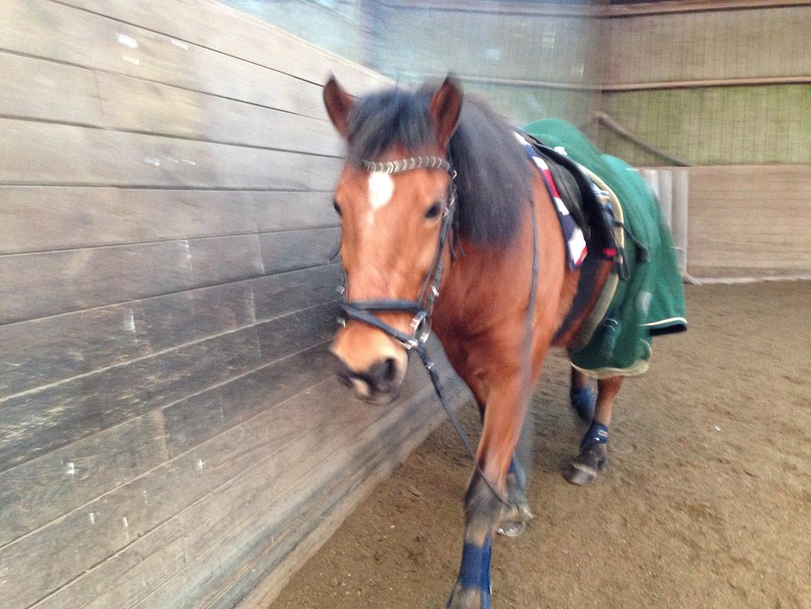 Anden særlig race Vsr st. laban - til sprng undervisning (spragn 70 cm  )<3 fotograf: mig billede 6