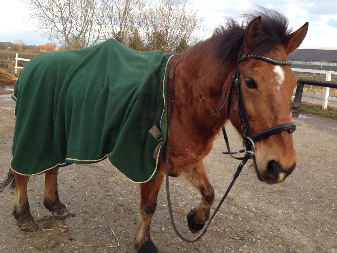 Anden særlig race Vsr st. laban - såååååå dejlig skath <3fotograf:miggg billede 7