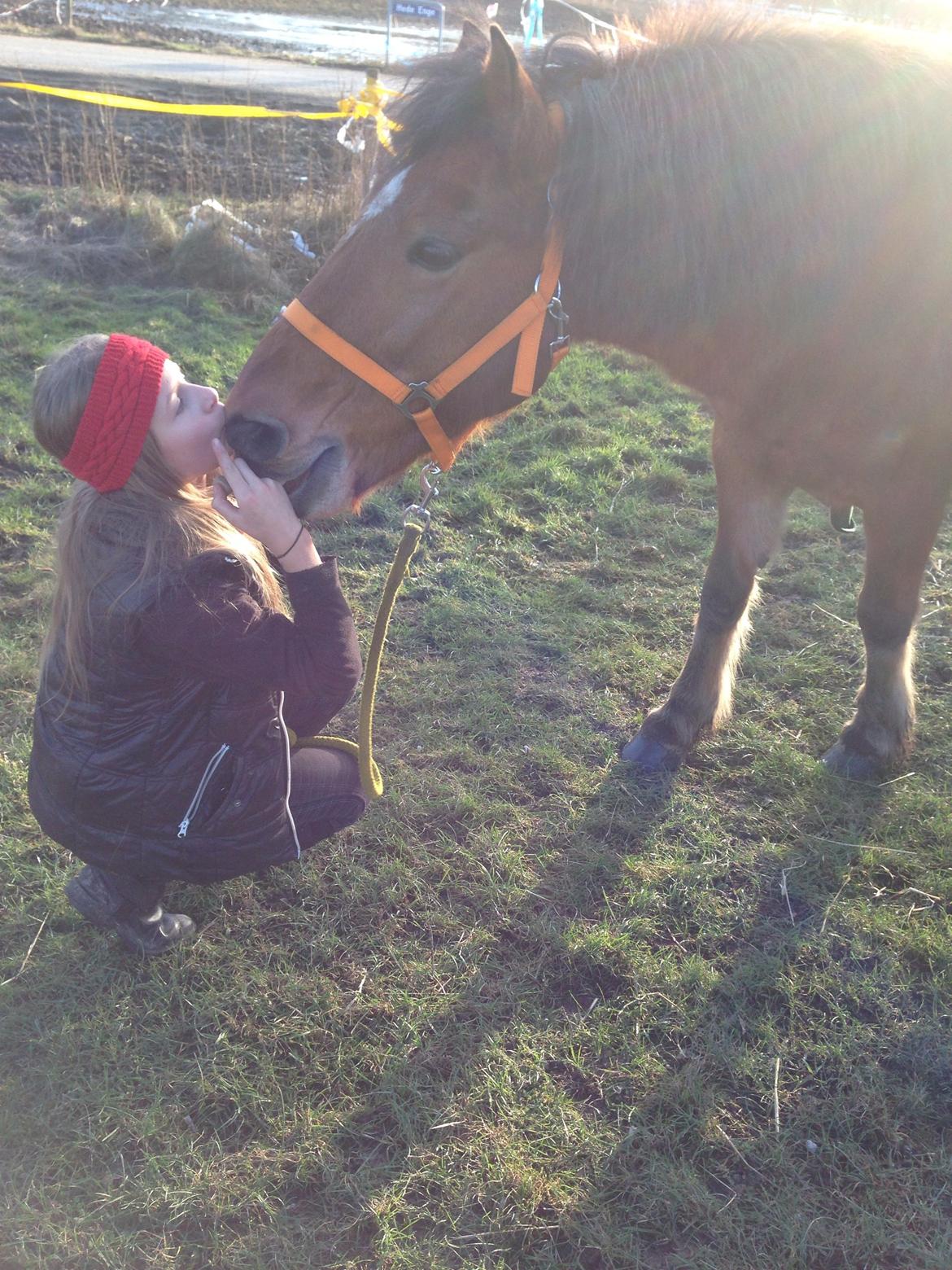 Anden særlig race Vsr st. laban - kys kys basse<3 fotograf:emilie <3 billede 8