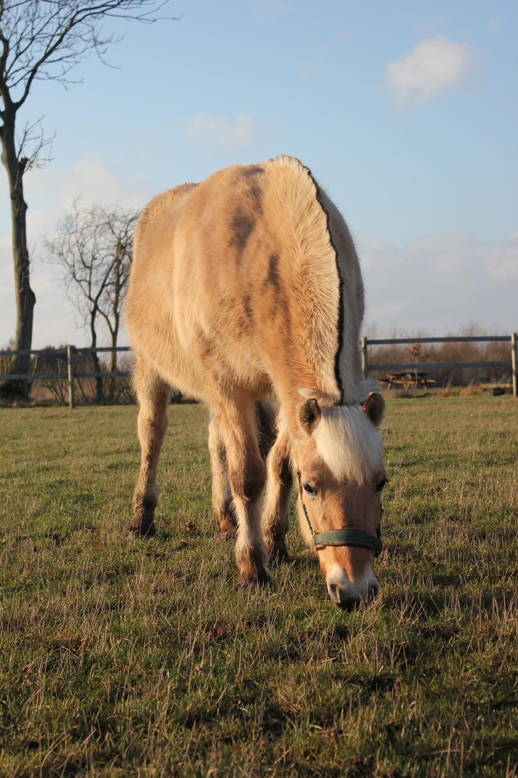 Fjordhest Freja |Den bedste <3| - Et af de sidste billeder der blev taget af Frejs, inden hun tog af sted til de evige græsmarker. Jeg vil aldrig nogensinde glemme dig! Du har den største plads i mit hjerte, og der vil du være for altid <3 Den bedste billede 1