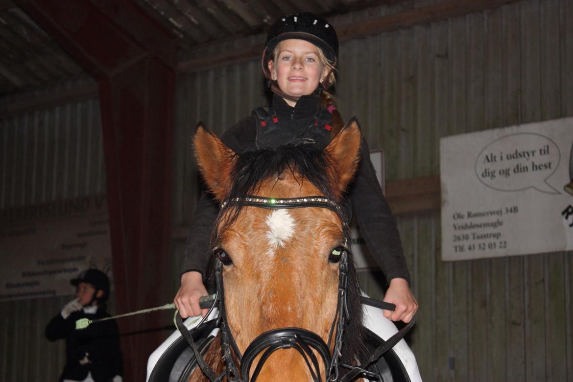 Anden særlig race Vsr st. laban - spring stævne 50 cm! diskvaligfiseret billede 10