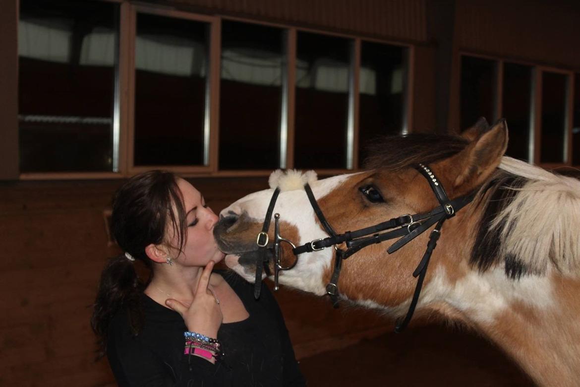 Pinto Stald poppels Hollywood Holy-man R.I.P MIN ENGEL - verdens bedste pony, billedet er taget dagen før vi sagde et sidste farvel og min fantastiske stjernepony blev til verdens smukkeste enegl <3 savner min lille Prinse Pony så meget det er ubeskrivligt <3 billede 1