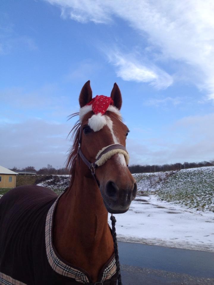 Anden særlig race Magic Lady - Julehest :-) billede 21