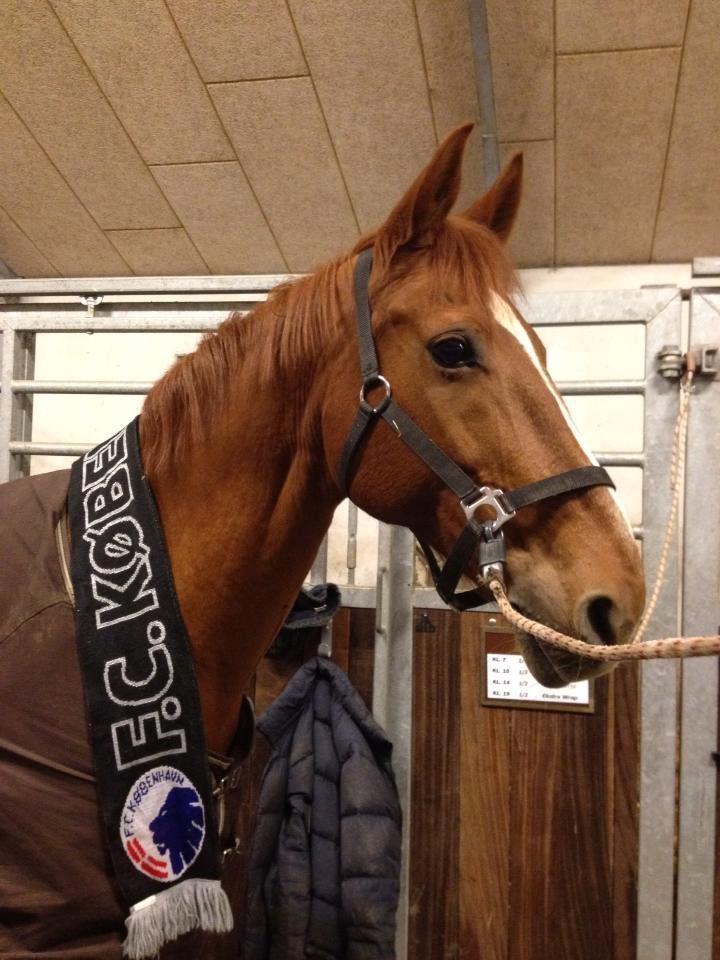 Anden særlig race Magic Lady - FCK hesten :-) billede 29