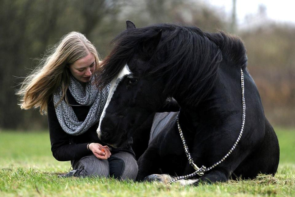 Welsh Cob (sec D) Fronerthig Black Rebel - Freja Sif Foto. billede 16