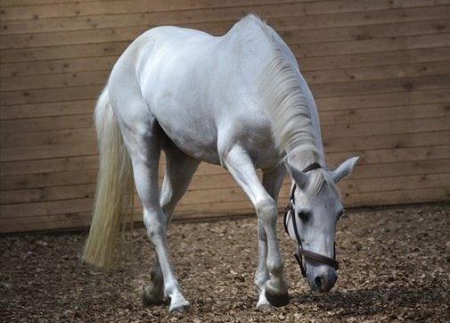 Connemara Vimmelgårdens Coco <3 billede 23