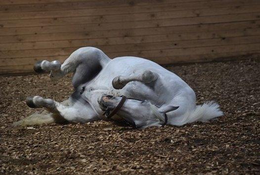 Connemara Vimmelgårdens Coco <3 billede 24