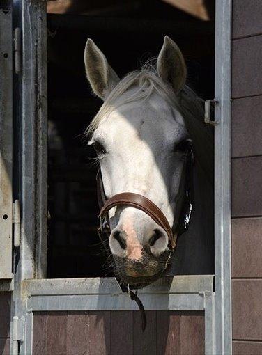 Connemara Vimmelgårdens Coco <3 billede 1