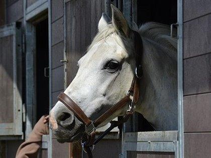 Connemara Vimmelgårdens Coco <3 billede 25