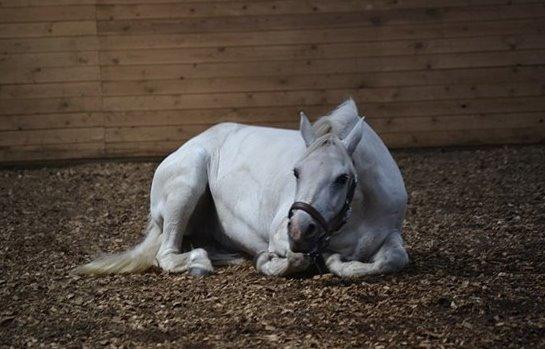 Connemara Vimmelgårdens Coco <3 billede 4