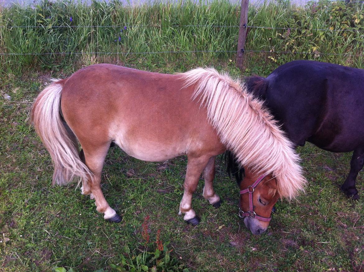 Anden særlig race Chikko billede 2