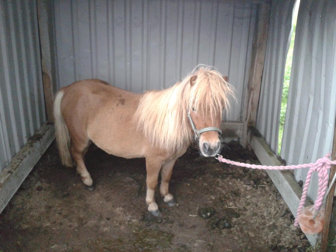 Anden særlig race Chikko billede 4